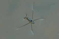 Limnogonus