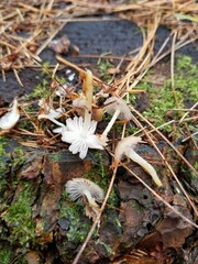 Mycena overholtsii