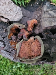 Pseudomerulius curtisii