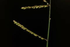 Urochloa reptans