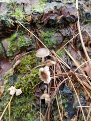 Mycena overholtsii