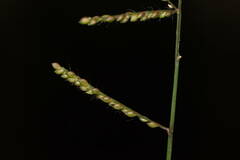 Urochloa reptans