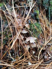 Mycena overholtsii
