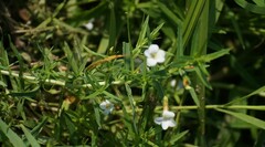 Gratiola officinalis