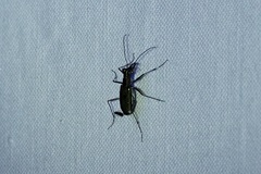 Cicindelinae