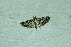 Rhimphalea