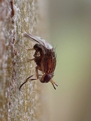 Steganopsis melanogaster
