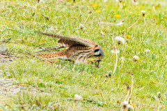 Falco sparverius sparverius