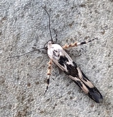 Stathmopoda melanochra
