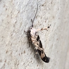 Stathmopoda melanochra