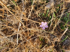 Dianthus strictus