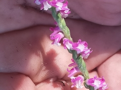 Spiranthes australis