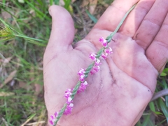 Spiranthes australis
