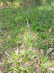 Spiranthes australis