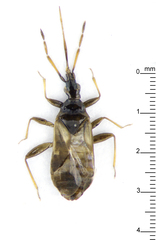 Cimicoidea