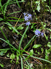 Hyacinthoides italica