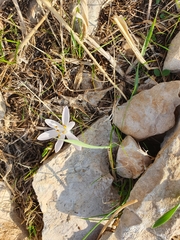 Colchicum tuviae