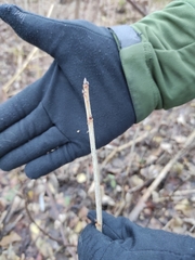 Ribes rubrum