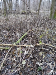 Ribes rubrum