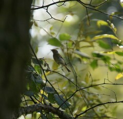 Phylloscopus sibilatrix