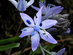 Hyacinthoides italica