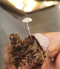 Coprinopsis ephemeroides