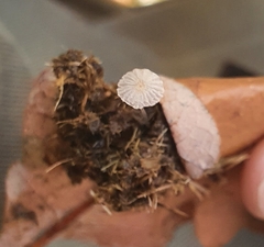 Coprinopsis ephemeroides