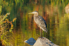 Ardea herodias fannini