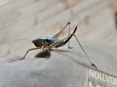 Alfredectes semiaeneus