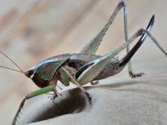 Alfredectes semiaeneus