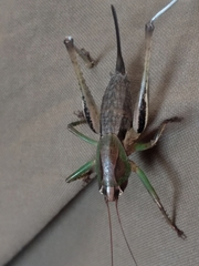 Alfredectes semiaeneus