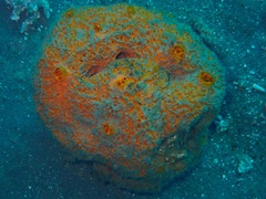 Mycale dendyi