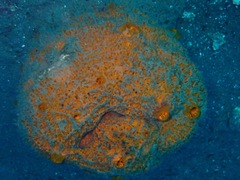Mycale dendyi