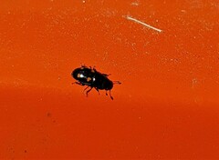 Glischrochilus hortensis