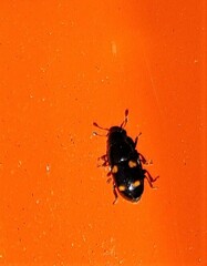 Glischrochilus hortensis