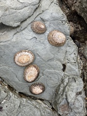 Cellana denticulata