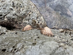 Cellana denticulata