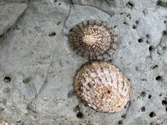 Cellana denticulata