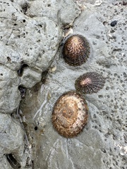 Cellana denticulata