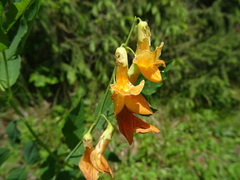 Lathyrus gmelinii