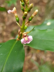 Alpinia arundelliana