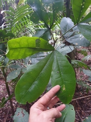 Acronychia pubescens