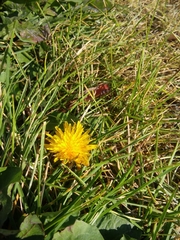 Taraxacum officinale