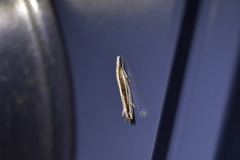 Erechthias stilbella