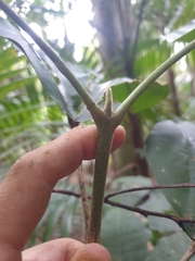 Acronychia pubescens