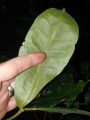 Acronychia pubescens