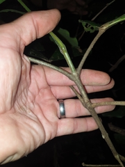 Acronychia pubescens