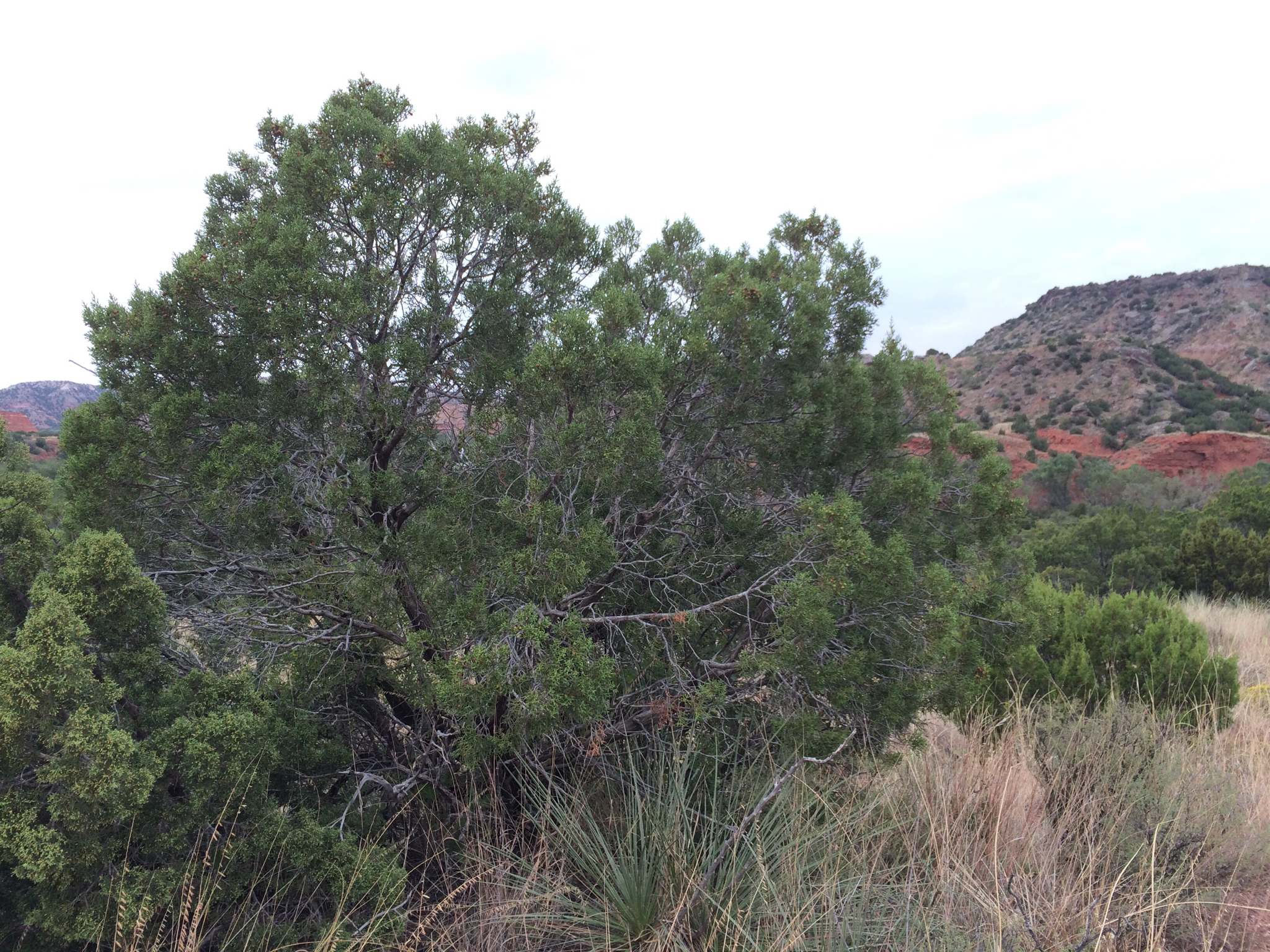 Juniperus pinchotii