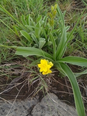 Hypoxis obtusa