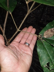 Acronychia pubescens